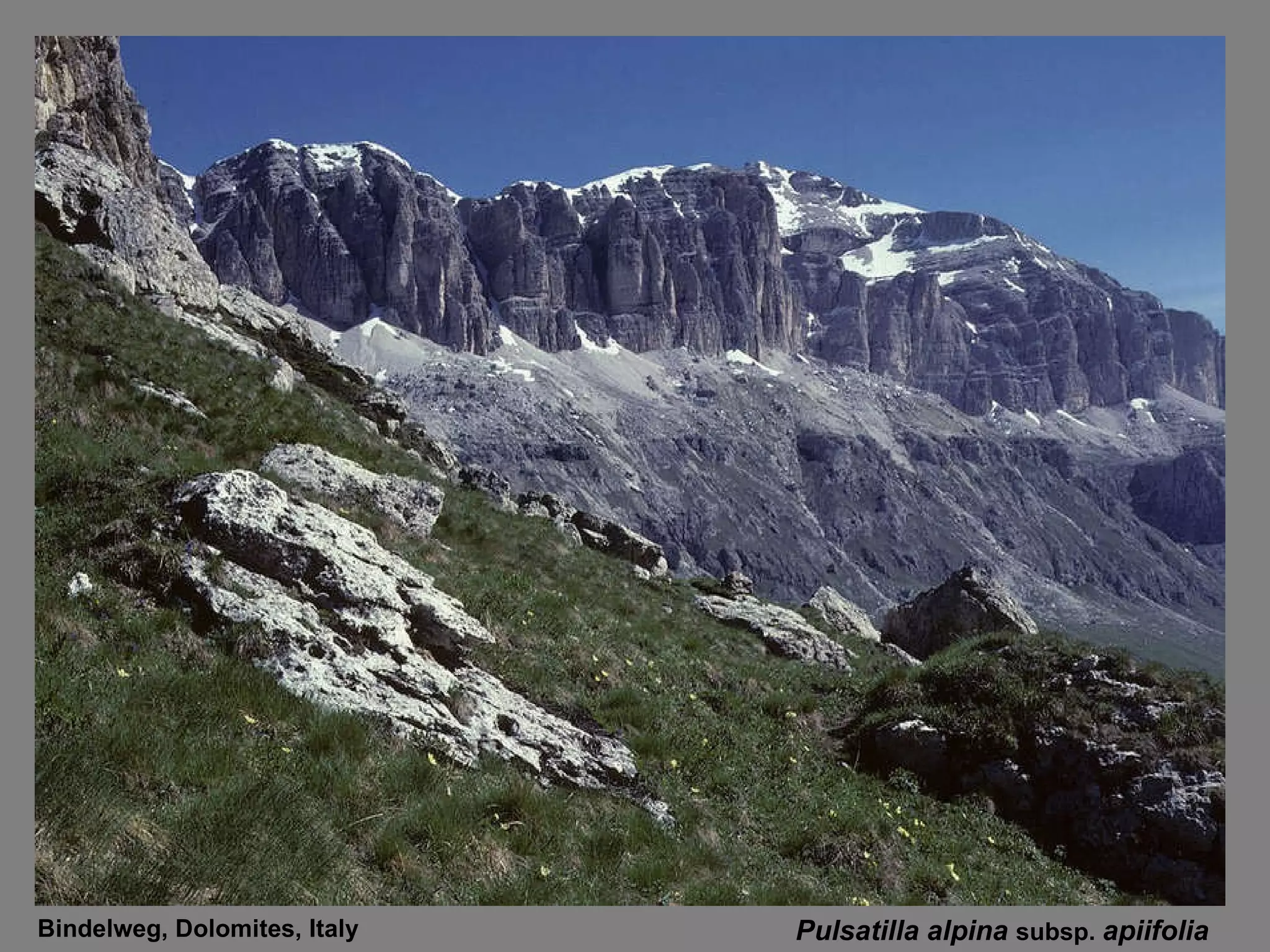 Pulsatilla alpina  subsp.  apiifolia   Bindelweg, Dolomites, Italy 