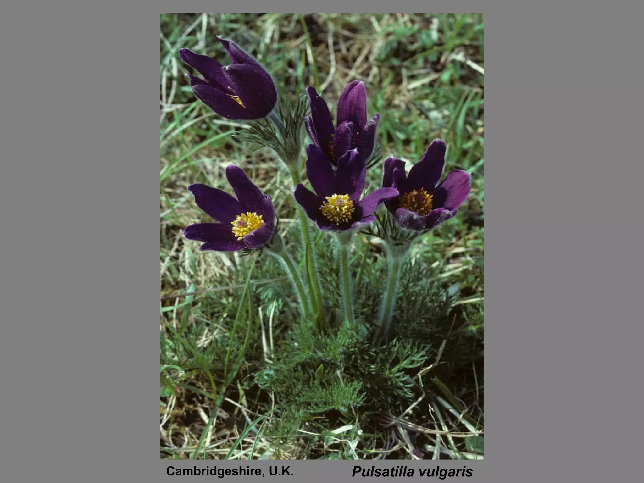 Pulsatilla vulgaris Cambridgeshire, U.K. 