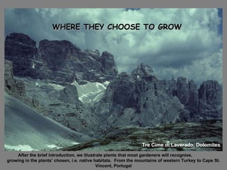 WHERE THEY CHOOSE TO GROW WHERE THEY CHOOSE TO GROW Tre Cime di Laverado, Dolomites After the brief introduction, we illustrate plants that most gardeners will recognise,  growing in the plants’ chosen, i.e. native habitats.  From the mountains of western Turkey to Cape St. Vincent, Portugal 