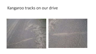 Kangaroo tracks on our drive
 