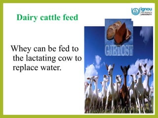 Dairy cattle feed
Whey can be fed to
the lactating cow to
replace water.
 
