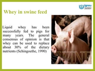 Whey in swine feed
Liquid whey has been
successfully fed to pigs for
many years. The general
consensus of opinion is that
whey can be used to replace
about 30% of the dietary
nutrients (Schingoethe, 1990)
 