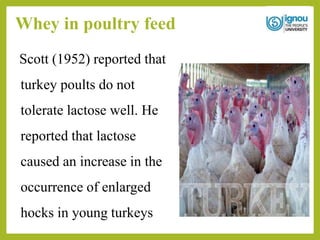 Whey in poultry feed
Scott (1952) reported that
turkey poults do not
tolerate lactose well. He
reported that lactose
caused an increase in the
occurrence of enlarged
hocks in young turkeys
 