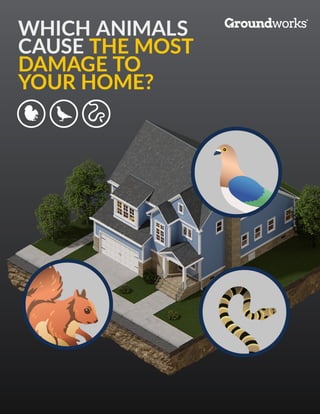 Which Animals Cause the Most Damage to Your Home?