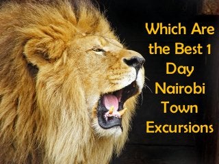 Which Are
the Best 1
   Day
 Nairobi
  Town
Excursions
 