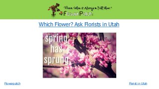 Which Flower? Ask Florists in Utah

Flowerpatch

Florist in Utah

 