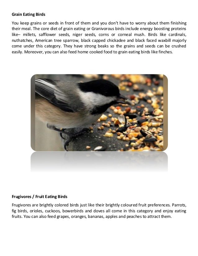 Which food is best for your bird? dietary habits of different birds