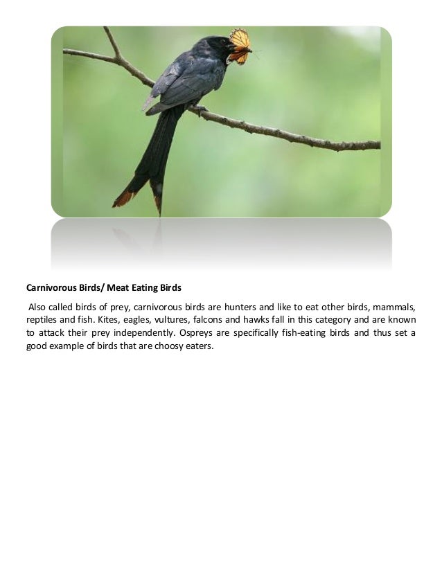 Which food is best for your bird? dietary habits of different birds