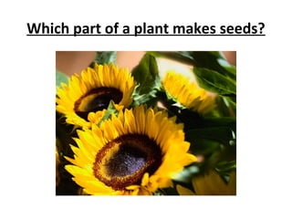 Which part of a plant makes seeds? 
 