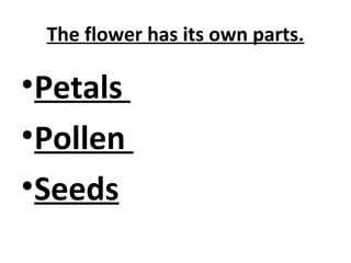 Which part of a plant makes seeds | PPT