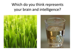 Which do you think represents your brain and intelligence? 