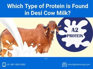 Which Type of Protein is Found in Desi Cow Milk? | GFO Farming       