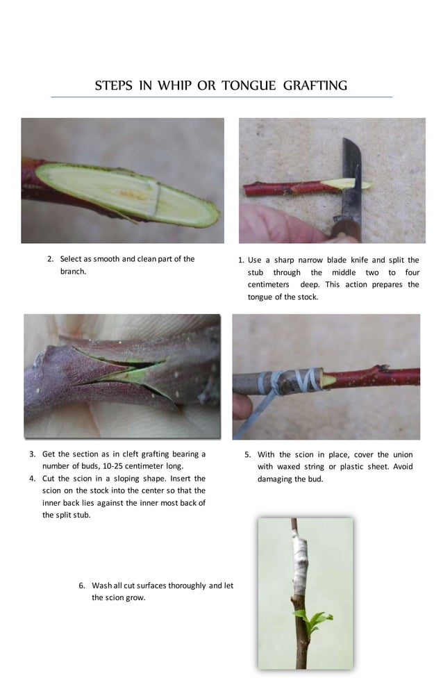 Whip and tongue grafting PDF