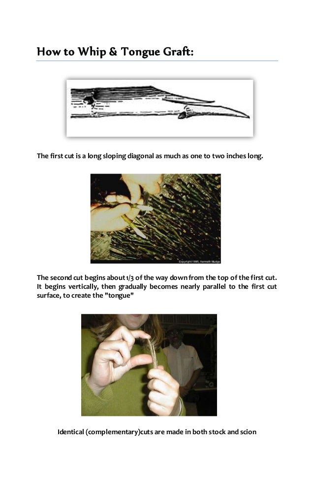 Whip and tongue grafting
