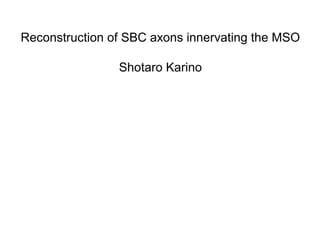 Reconstruction of SBC axons innervating the MSO
Shotaro Karino
 