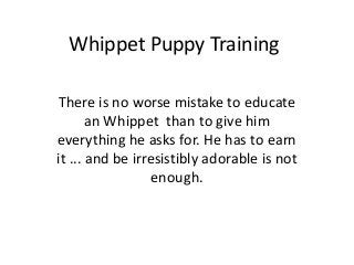 Whippet Puppy Training

There is no worse mistake to educate
       an Whippet than to give him
everything he asks for. He has to earn
it ... and be irresistibly adorable is not
                  enough.
 