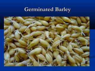 Germinated BarleyGerminated Barley
 