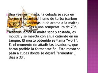 Una vez germinada, la cebada se seca en hornos mediante el humo de turba (carbón vegetal que además le da aroma a la malta) esto dura 3 días a una temperatura de 70º. A continuación la malta seca y tostada, es molida y se mezcla con agua caliente en un tanque. El mosto obtenido se llama “wort”. Es el momento de añadir las levaduras, que harán posible la fermentación. Este mosto se pasa a cubas donde se dejará fermentar 3 días a 33º.