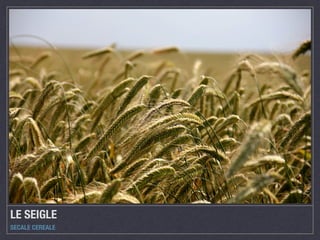 LE SEIGLE
SECALE CEREALE
 