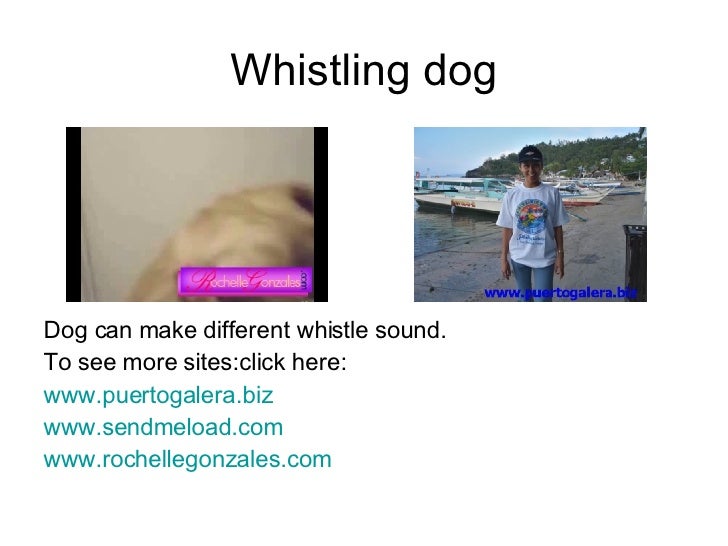 Whistling Dog