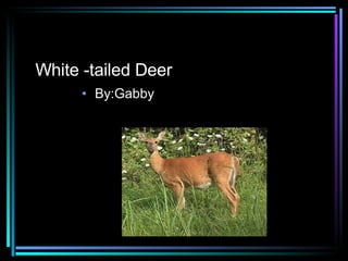 White -tailed Deer ,[object Object]