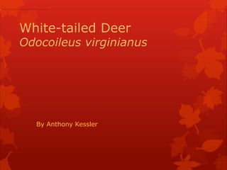 White-tailed Deer
Odocoileus virginianus




  By Anthony Kessler
 