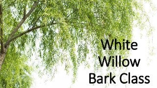 White
Willow
Bark Class
 
