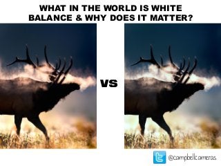 WHAT IN THE WORLD IS WHITE
BALANCE & WHY DOES IT MATTER?
@campbellcameras
VS
 