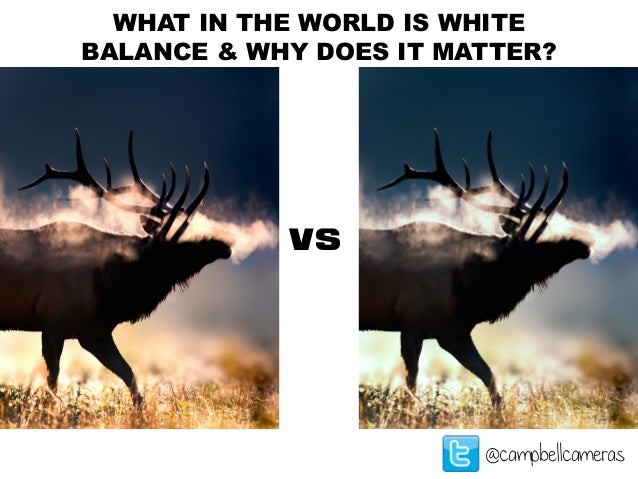 Understanding White Balance For Photography And Videography Understanding White Balance For Photography And Videography