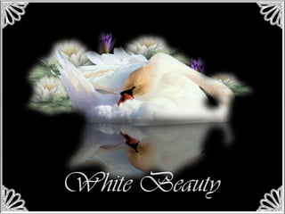 White beauty
