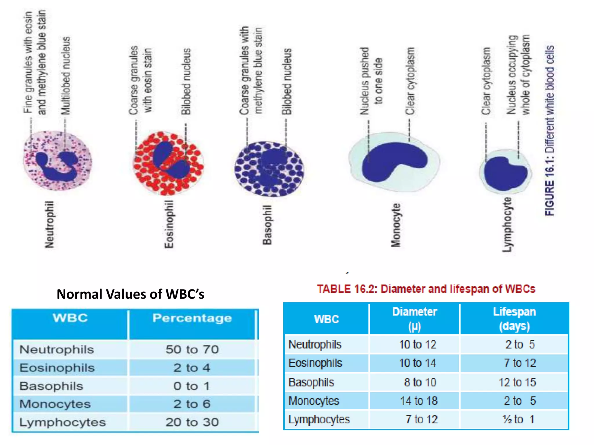 White blood cells | PPTX