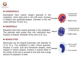 White blood cells | PPTX