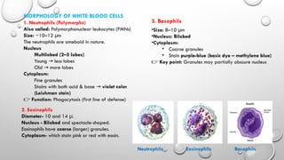 Polymorphonuclear Function Comprehensive Overview of White Blood Cells: Classification, Functions ...