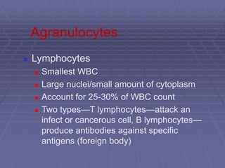 Agranulocytes
 Lymphocytes
 Smallest WBC
 Large nuclei/small amount of cytoplasm
 Account for 25-30% of WBC count
 Two types—T lymphocytes—attack an
infect or cancerous cell, B lymphocytes—
produce antibodies against specific
antigens (foreign body)
 