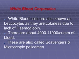 White Blood cells are also known as
Leucocytes as they are colorless due to
lack of Haemoglobin.
There are about 4000-11000/cumm of
blood.
These are also called Scavengers &
Microscopic policemen
White Blood Corpuscles
 