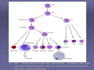 Myelopoeisis
 HSC: hemopoeitic stem cell, HPG: hemopoeitic progenitor cells, CMP:
committed myeloid progenitor cell, CLP: committed lymphoid progenitor
cells, CFU: colony forming unit
 