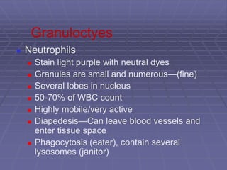 Granuloctyes
 Neutrophils
 Stain light purple with neutral dyes
 Granules are small and numerous—(fine)
 Several lobes in nucleus
 50-70% of WBC count
 Highly mobile/very active
 Diapedesis—Can leave blood vessels and
enter tissue space
 Phagocytosis (eater), contain several
lysosomes (janitor)
 