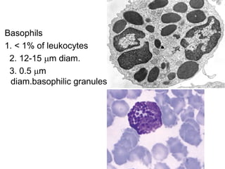 White blood cells 1.ppt