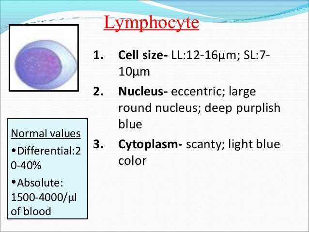 white blood cells size of lymphocytes