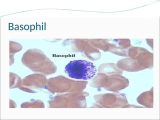White Blood Cells.ppt White Blood Cells Blood Cells | PPT