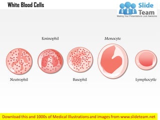 Neutrophil
Eosinophil
Basophil
Monocyte
Lymphocytle
White Blood Cells
 