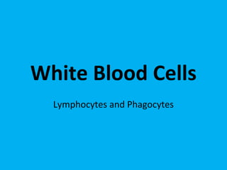 White Blood Cells
Lymphocytes and Phagocytes
 