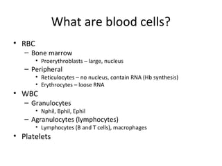 What are blood cells? 
• RBC 
– Bone marrow 
• Proerythroblasts – large, nucleus 
– Peripheral 
• Reticulocytes – no nucleus, contain RNA (Hb synthesis) 
• Erythrocytes – loose RNA 
• WBC 
– Granulocytes 
• Nphil, Bphil, Ephil 
– Agranulocytes (lymphocytes) 
• Lymphocytes (B and T cells), macrophages 
• Platelets 
 