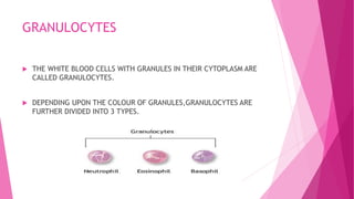 GRANULOCYTES
 THE WHITE BLOOD CELLS WITH GRANULES IN THEIR CYTOPLASM ARE
CALLED GRANULOCYTES.
 DEPENDING UPON THE COLOUR OF GRANULES,GRANULOCYTES ARE
FURTHER DIVIDED INTO 3 TYPES.
 