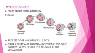 MYELOID SERIES:
 FACTS ABOUT GRANULOPOIESIS:
STAGES:
 PROCESS OF GRANULOPOIESIS-12 DAYS
 GRANULOCYTES ARE FORMED AND STORED IN THE BONE
MARROW –WHWN NEEDED IT IS RELEASED IN THE
CIRCULATION
 