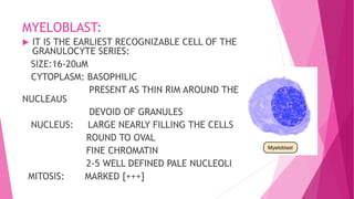 MYELOBLAST:
 IT IS THE EARLIEST RECOGNIZABLE CELL OF THE
GRANULOCYTE SERIES:
SIZE:16-20uM
CYTOPLASM: BASOPHILIC
PRESENT AS THIN RIM AROUND THE
NUCLEAUS
DEVOID OF GRANULES
NUCLEUS: LARGE NEARLY FILLING THE CELLS
ROUND TO OVAL
FINE CHROMATIN
2-5 WELL DEFINED PALE NUCLEOLI
MITOSIS: MARKED [+++]
 