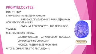 PROMYELOCYTES:
SIZE: 14-18uM
CYTOPLASM : INCREASED IN AMOUNT
PRESENCE OF AZUROPHIL GRANULES[PRIMARY
NON SPECIFIC GRANULES]
GIVES +VE REACTION WITH THE PEROXIDASE
STAINING
NUCLEUS: ROUND OR OVAL
SLIGHTLY SMALLER THAN MYELOBLAST NUCLEAUS
CONDENSED FINE CHROMATIN
NUCLEOLI PRESENT-LESS PROMINENT
MITOSIS: CHARACTERISTIC FEATURE{+++}
 