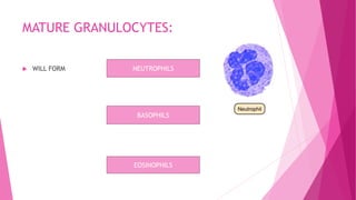 MATURE GRANULOCYTES:
 WILL FORM NEUTROPHILS
BASOPHILS
EOSINOPHILS
 