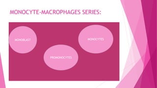MONOCYTE-MACROPHAGES SERIES:
MONOBLAST
PROMONOCYTES
MONOCYTES
 