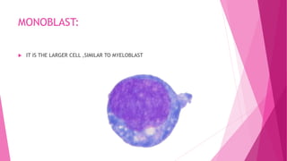 MONOBLAST:
 IT IS THE LARGER CELL ,SIMILAR TO MYELOBLAST
 